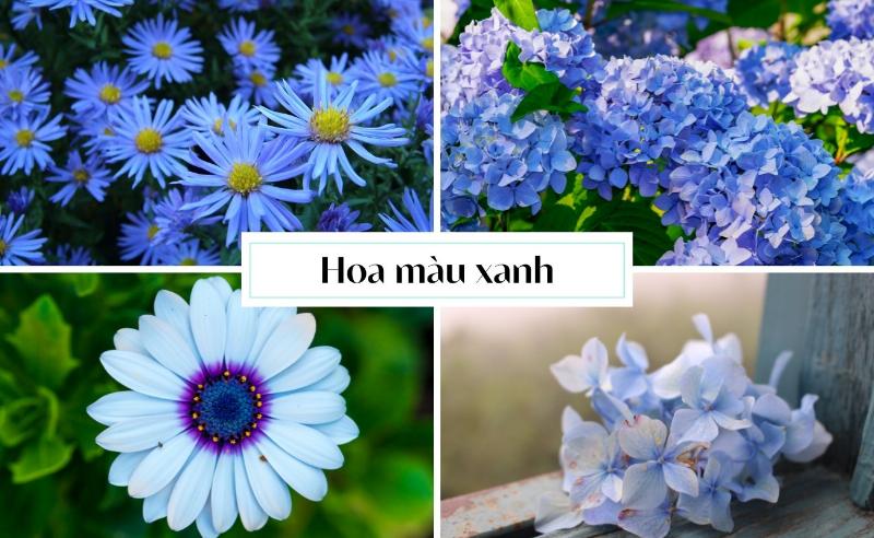 Ý nghĩa của hoa Lưu Ly và Cẩm Tú Cầu màu xanh nước biển